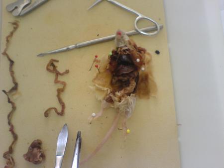 mon travail